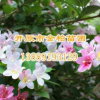 供應 四季錦帶 四季錦帶基地價格 耐寒綠化植物 遼寧四季錦帶批發