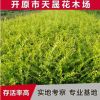 金葉水蠟供應(yīng)金葉水臘綠籬 綠化叢生水蠟灌木