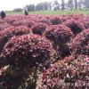 大量供應(yīng)落葉性紅葉李球 園林綠化球形紅葉李 園藝紅葉李地球批發(fā)