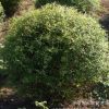 大量供應(yīng)露地繡線菊球 綠化小區(qū)繡線菊 濕地綠化園林工程批發(fā)