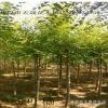 遼寧苗圃大量供應(yīng)金葉榆球 園林綠化地接金葉榆