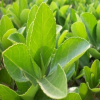 汶澤苗木基地自產(chǎn)自銷四季常青苗木冬青苗 園林綠化冬青苗規(guī)格全