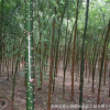 基地直銷國槐工程綠化苗木國槐樹苗國槐小苗 行道環(huán)境苗 規(guī)格齊全