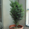 正宗南方紅豆彬樹苗室內(nèi)室外小盆景綠植物讓大家感受大自然包郵