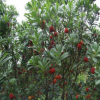 基地直銷正宗嫁接?xùn)|魁東魁楊梅樹苗南方北方種植果樹盆栽地栽庭院