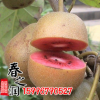 批發(fā)獼猴桃樹苗 猴桃苗直銷 紅心獼猴桃樹苗奇異果樹苗果樹苗好吃