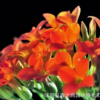 批發重瓣長壽花盆景盆栽四季開花客廳陽臺辦公室植物帶花苞小盆栽