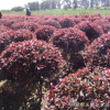 大量供應落葉性紅葉李球 園林綠化球形紅葉李 園藝紅葉李地球批發