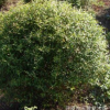 大量供應露地繡線菊球 綠化小區繡線菊 濕地綠化園林工程批發