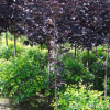 遼寧紫葉稠李基地 供應綠化紫葉稠李 園林小區植物廠家批發
