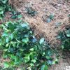 茶梅小苗 貨源充足 量大優(yōu)惠 多規(guī)格銷(xiāo)售挑選