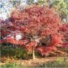 原生紅楓 庭院植物綠化工程紅楓 多規(guī)格紅楓挑選
