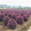 低價(jià)批發(fā)紅花桎木 自產(chǎn)自銷(xiāo)紅花檵木球 湖南本地紅花桎木基地