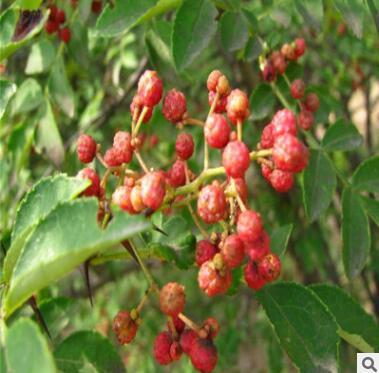山東苗木基地專業批發花椒苗 大紅袍花椒苗規格齊全 品種多樣