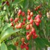 山東苗木基地專業批發花椒苗 大紅袍花椒苗規格齊全 品種多樣