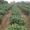 庭院綠化苗木批發龜甲冬青小苗四季常青植物 龜甲冬青樹苗