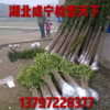 桂花樹30-180cm高金桂丹桂四季桂批發 8月桂花樹批發自產自銷