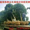 直徑5-10公分以上截桿桂花樹金桂 四季桂 帶土球發貨 包送貨上門