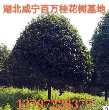 湖北咸寧直銷各種叢生獨桿直徑3-20公分桂花樹 金桂八月桂丹桂樹