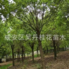 苗圃直銷行道樹香樟苗 樸樹 欒樹 櫻花等各種規(guī)格綠化