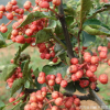 批發麻辣花椒苗 大紅袍花椒樹苗 當年結果 花椒樹 庭院種植果樹