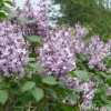 工程綠化丁香苗 丁香花小苗規格全紫丁香花小苗 基地工程綠化秒