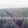 青州花卉園藝場(chǎng)火爆熱銷苗木 冬青球2萬(wàn)