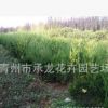 山東青州花卉園藝場(chǎng)大量批發(fā)苗木龍柏球 品種優(yōu)良 株型好 冠幅大