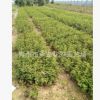 青州花卉基地種植月季 地被月季20萬(wàn) 花色艷 棵型好 分枝多