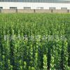 上凍花卉基地大量供應(yīng) 北海道 品種優(yōu)良 數(shù)量大