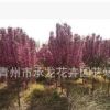 青州花卉園藝場(chǎng)低價(jià)熱賣苗木 北美海棠 樹形好 數(shù)量大