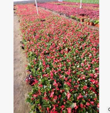 青州苗圃特價推薦草花 四季海棠20萬 價格低 數量大