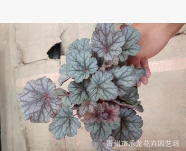 青州花卉苗圃批發銷售 礬根5萬盆 株型飽滿 顏色多樣