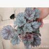 青州花卉苗圃批發(fā)銷售 礬根5萬(wàn)盆 株型飽滿 顏色多樣