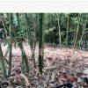 價(jià)熱賣竹子 銀環(huán)竹 青竹 毛竹 竹節(jié)長(zhǎng) 數(shù)量大
