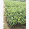 園藝場(chǎng)最新銷售苗木 衛(wèi)茅 品種優(yōu)良 植株高 分枝多