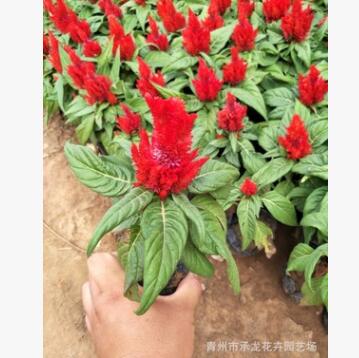 花卉合作社五一特供 開花雞冠花 品質好 價格低 數量大 綠化專供