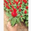 花卉合作社五一特供 開花雞冠花 品質(zhì)好 價(jià)格低 數(shù)量大 綠化專供