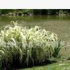 青州花卉基地低價(jià)熱賣花卉 花葉蘆竹