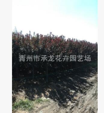 苗木場最新上市苗木 紫葉李 株型優美3 - 8公分 規格齊全