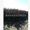 苗木場(chǎng)最新上市苗木 紫葉李 株型優(yōu)美3 - 8公分 規(guī)格齊全