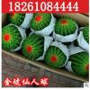 大量批發 仙人多肉植物 金虎仙人球金冠金琥防輻射桌面盆栽不含盆