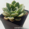 多肉植物批發 【月亮仙子】5-7cm 裸根發貨 不帶盆不帶土 滿包郵