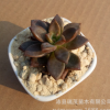 多肉植物批發 【姬朧月】紅色肉肉室內花卉桌面盆栽 多肉拼盤植物