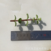 金枝玉葉砍頭苗無根苗8-10厘米多肉種苗多肉植物批發基地現砍直售