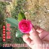 苗圃銷售茶梅 小苗 大苗 茶梅球 工程綠化苗茶梅規格齊全