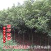 批發名貴樹木 香樟樹 大規格香樟樹 街道綠化風景樹 工程綠化