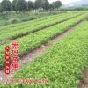 批發 西洋杜鵑花 毛鵑苗 綠化苗木 室內盆栽