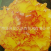 廠家直銷芍藥基地、芍藥根芍藥苗綠化藥用芍藥歡迎訂購