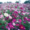 草花種子波斯菊種子混色高桿矮桿格桑花四季易種野花組合種子
